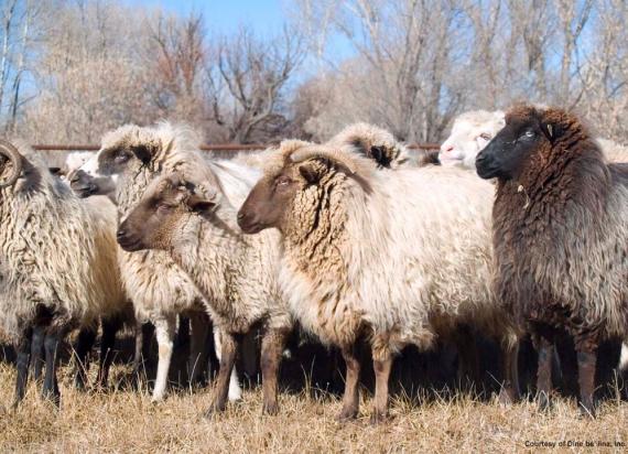 Navajo sheep