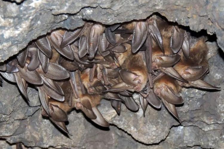 Townsend's Big-Eared Bats