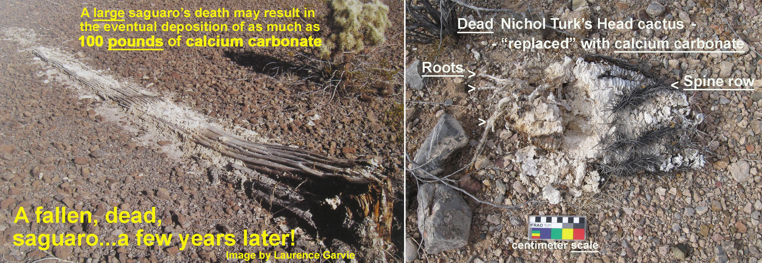 cactus images showing calcium carbonate